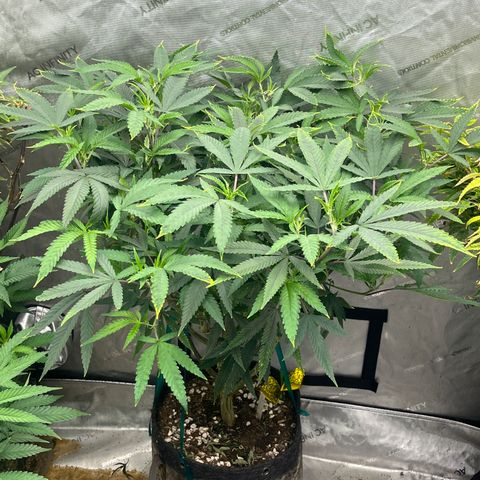 Electric Apple #1 growlog timeline photo