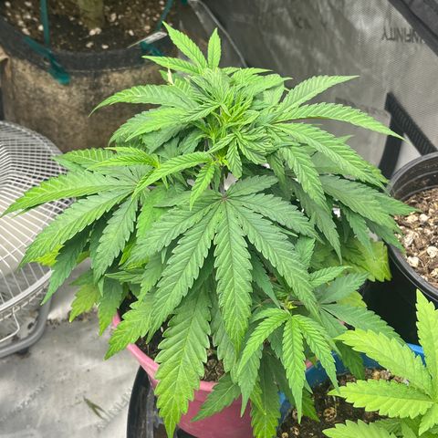 Lilac Diesel growlog timeline photo