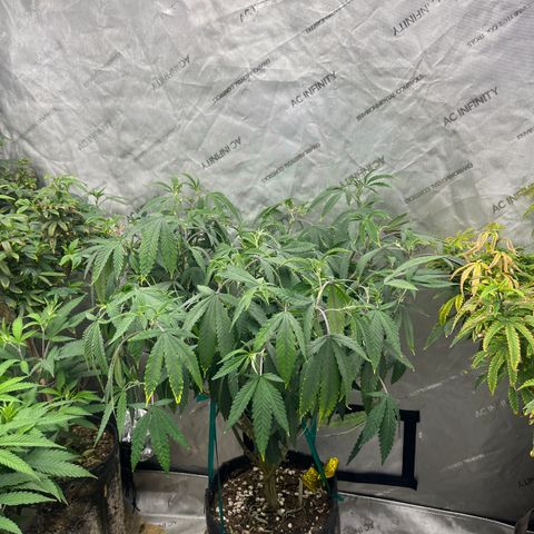 Electric Apple #1 growlog timeline photo