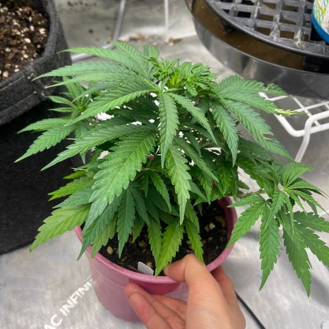 Lilac Diesel growlog timeline photo
