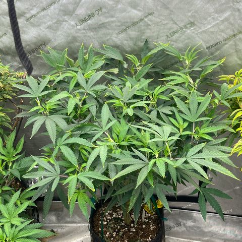 Electric Apple #1 growlog timeline photo