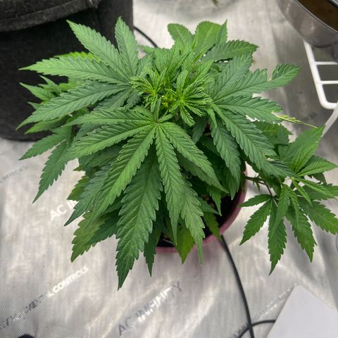 Lilac Diesel growlog timeline photo