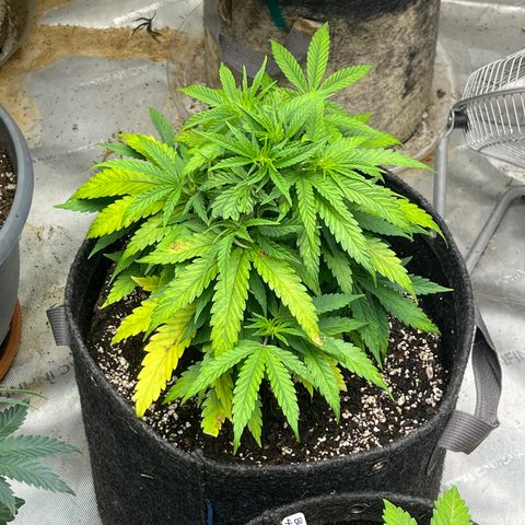 Lilac Diesel growlog timeline photo