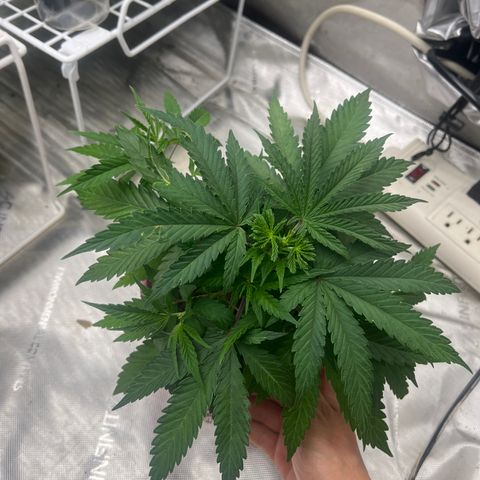 Lilac Diesel growlog timeline photo