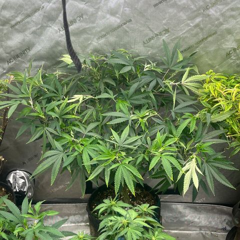 Electric Apple #1 growlog timeline photo