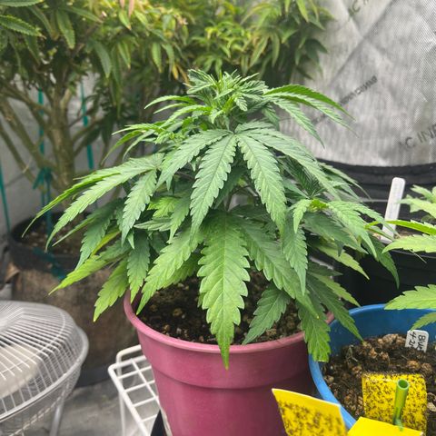 Lilac Diesel growlog timeline photo