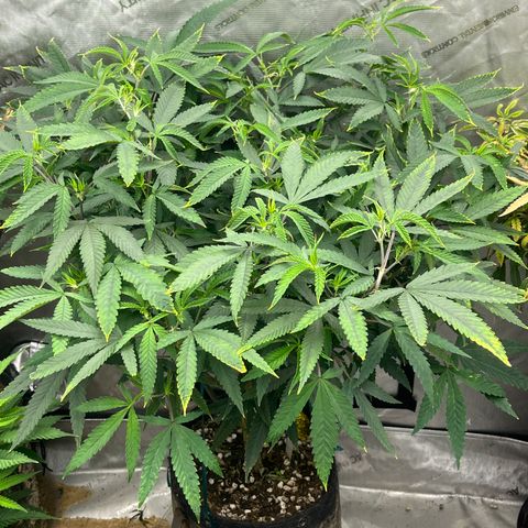 Electric Apple #1 growlog timeline photo