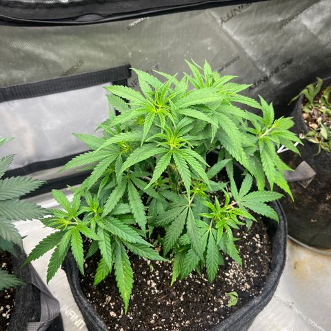 Lilac Diesel growlog timeline photo