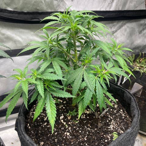 Lilac Diesel growlog timeline photo