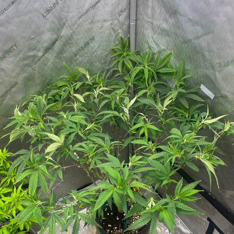 Electric Apple #1 growlog timeline photo