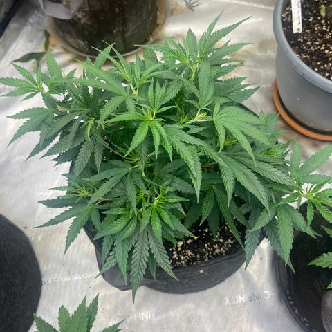 Lilac Diesel growlog timeline photo