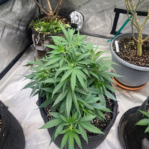 Lilac Diesel growlog timeline photo