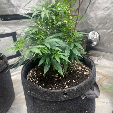 Lilac Diesel growlog timeline photo