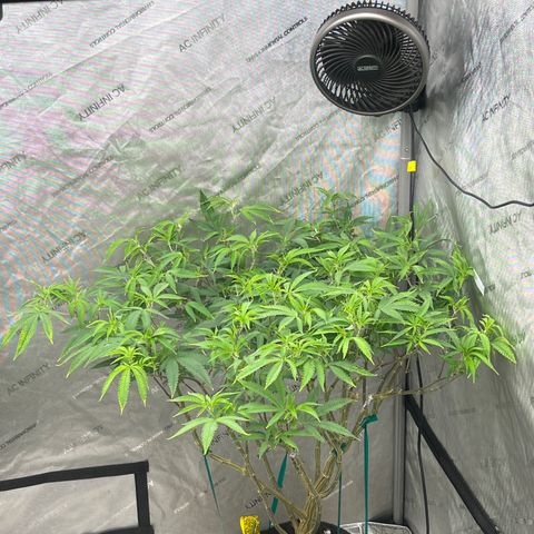 Electric Apple #1 growlog timeline photo