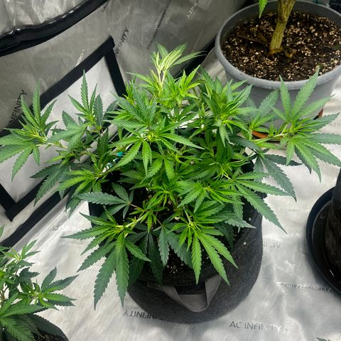 Lilac Diesel growlog photo: Amended soil with 2.5 TSP foundation and 2.5 Tsp grow with worm castings. 