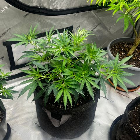 Lilac Diesel growlog photo: Amended soil with 2.5 TSP foundation and 2.5 Tsp grow with worm castings. 