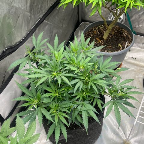 Lilac Diesel growlog timeline photo