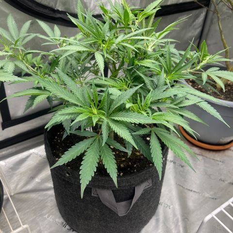 Lilac Diesel growlog timeline photo