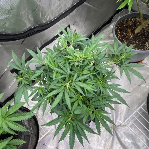 Lilac Diesel growlog timeline photo