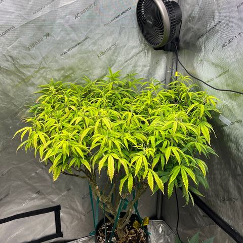 Electric Apple #1 growlog timeline photo
