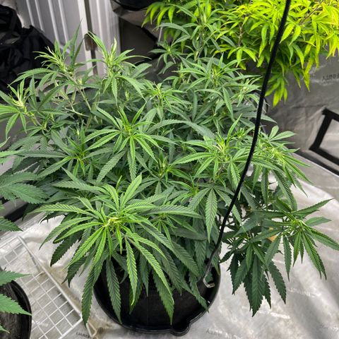 Lilac Diesel growlog photo: Amended soil to with 1 tsp foundation, 1 tsp grow, and 1 tsp bloom. Also watered in recharge. 