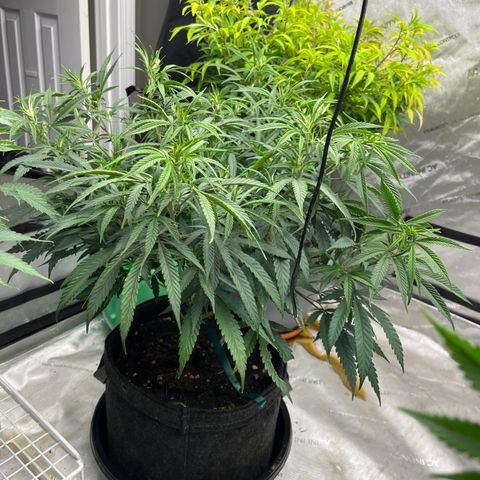 Lilac Diesel growlog photo: Amended soil to with 1 tsp foundation, 1 tsp grow, and 1 tsp bloom. Also watered in recharge. 