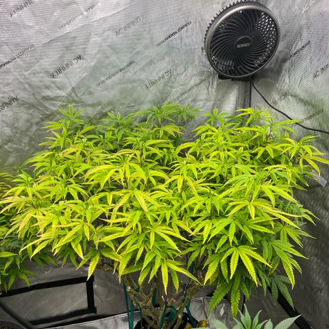 Electric Apple #1 growlog timeline photo