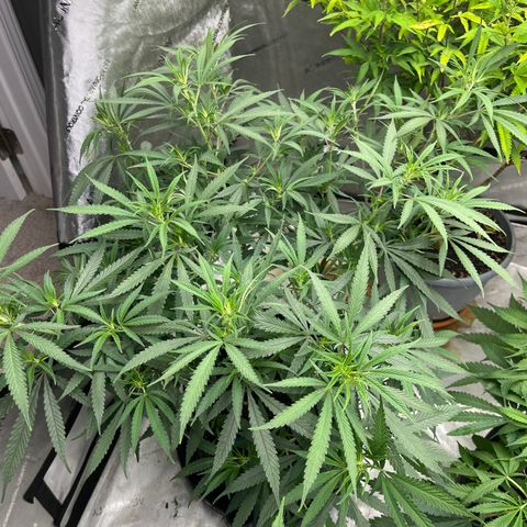 Lilac Diesel growlog timeline photo