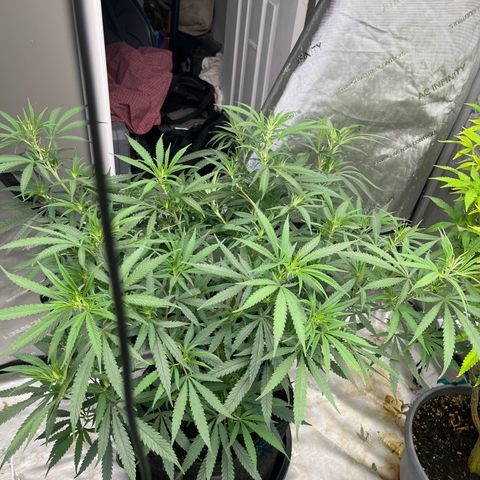 Lilac Diesel growlog timeline photo