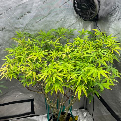 Electric Apple #1 growlog timeline photo