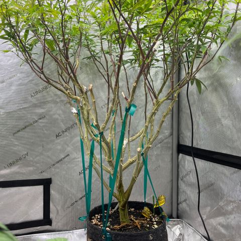 Electric Apple #1 growlog timeline photo