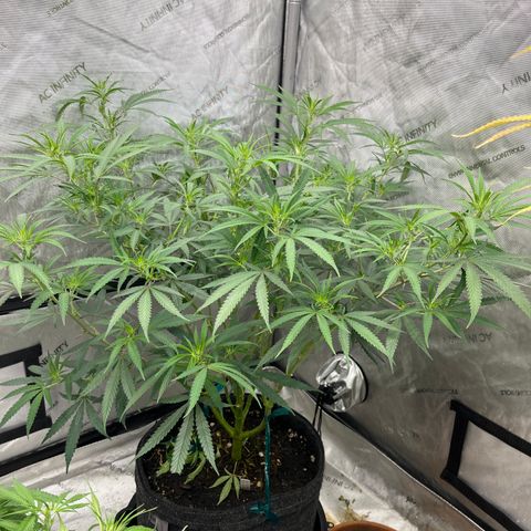 Lilac Diesel growlog timeline photo