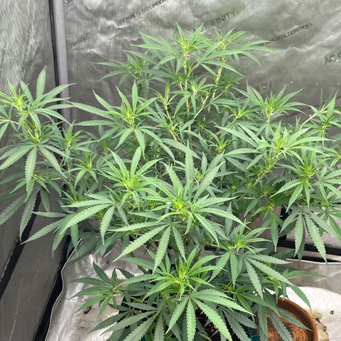 Lilac Diesel growlog timeline photo