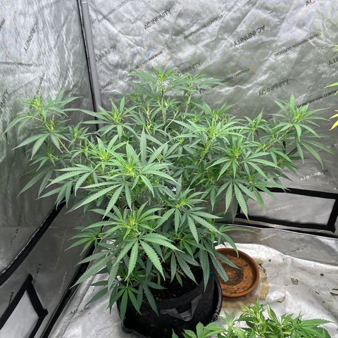 Lilac Diesel growlog timeline photo