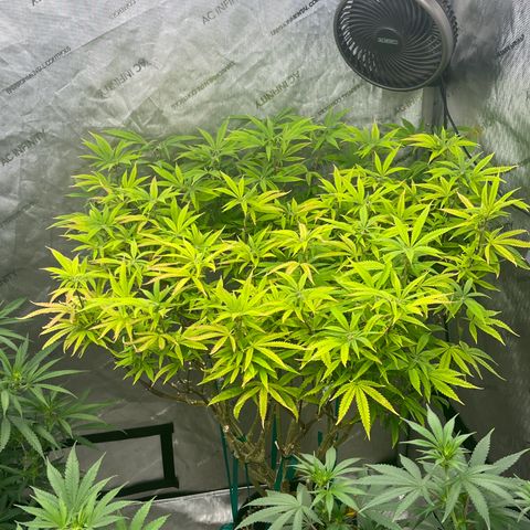Electric Apple #1 growlog timeline photo