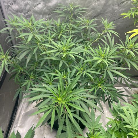 Lilac Diesel growlog timeline photo