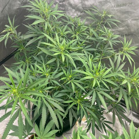 Lilac Diesel growlog timeline photo