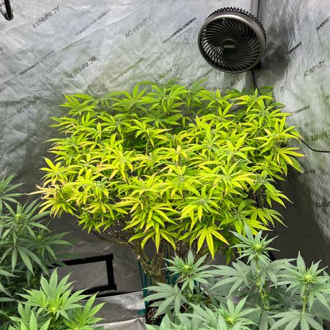 Electric Apple #1 growlog timeline photo