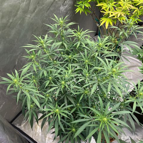 Lilac Diesel growlog timeline photo