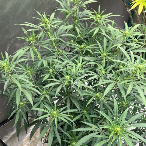 Lilac Diesel growlog timeline photo