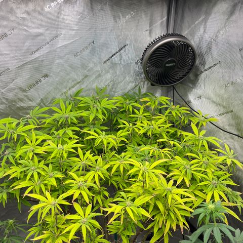 Electric Apple #1 growlog photo: Amended with worm castings, 4 TSP bloom and 2 TSP Foundation. 