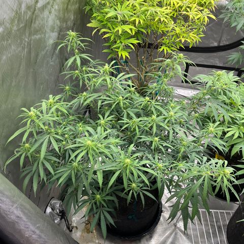 Lilac Diesel growlog photo: Amended with worm castings, 4 TSP bloom and 2 TSP Foundation. 