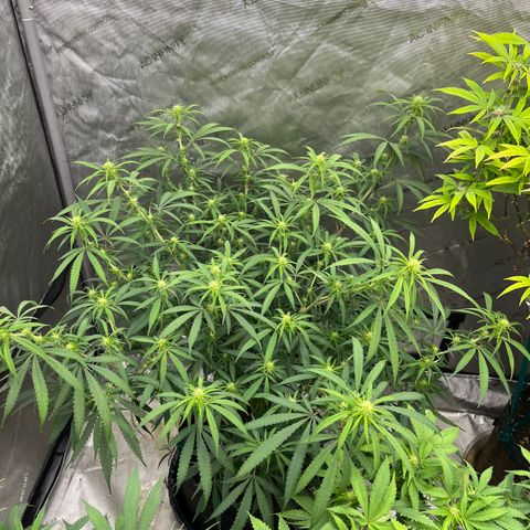 Lilac Diesel growlog photo: Amended with worm castings, 4 TSP bloom and 2 TSP Foundation. 