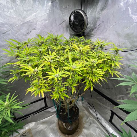 Electric Apple #1 growlog timeline photo