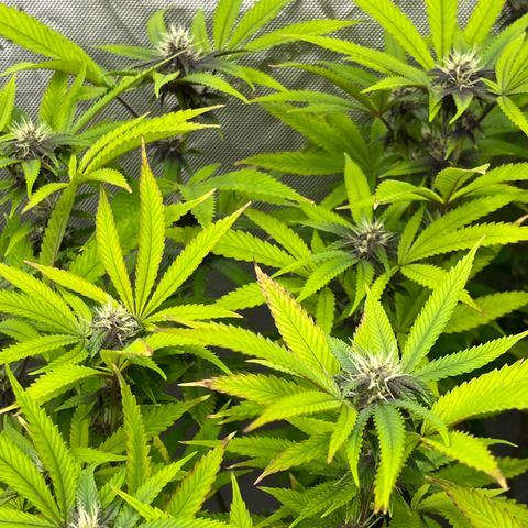 Electric Apple #1 growlog timeline photo