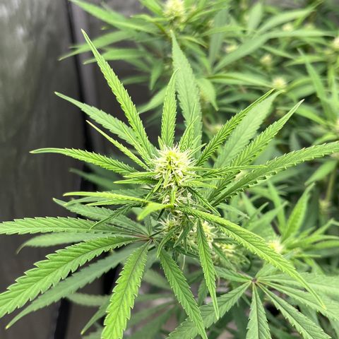 Lilac Diesel growlog timeline photo