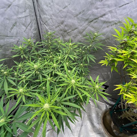 Lilac Diesel growlog timeline photo