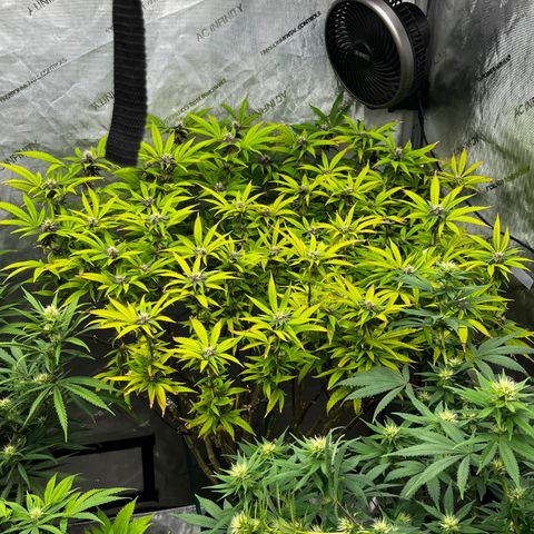 Electric Apple #1 growlog timeline photo