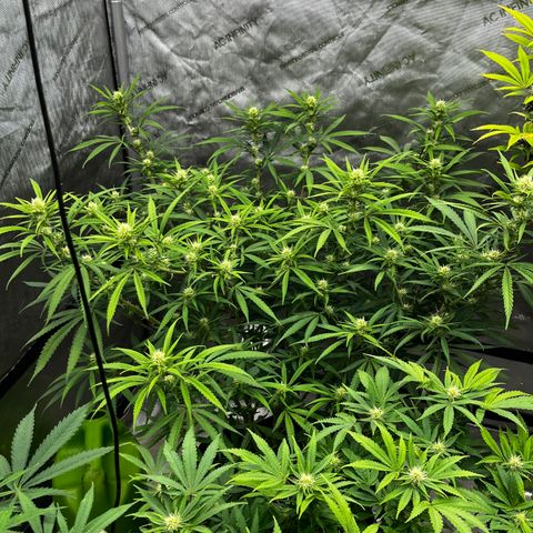 Lilac Diesel growlog timeline photo