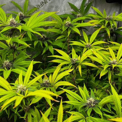 Electric Apple #1 growlog timeline photo